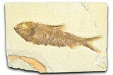 Detailed Fossil Fish (Knightia) - Wyoming #360720-1